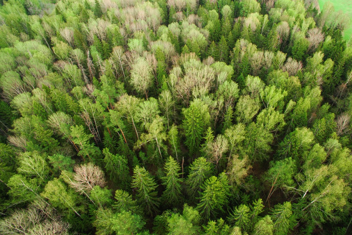 Aerial view of a fresh green spring forest of spruces and birches